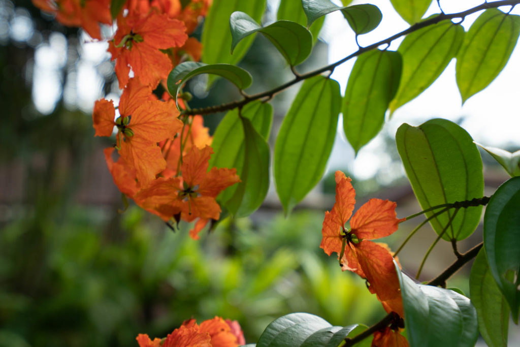 Perdana Botanical Gardens, Kuala Lumpur, Malaysia