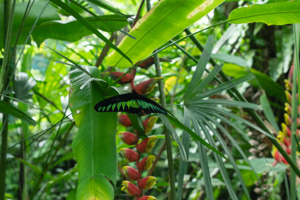 Butterfly Garden, Perdana Botanical Gardens, Kuala Lumpur, Malaysia