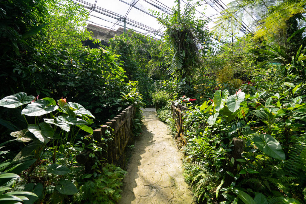 Butterfly Garden, Perdana Botanical Gardens, Kuala Lumpur, Malaysia