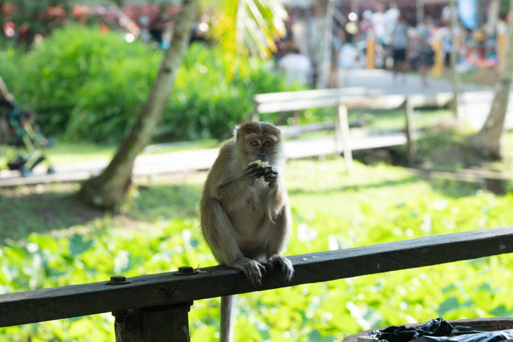 Macaque, Sarawak Cultural Village, Rainforest World Music Festival 2019, Kuching, Malaysia