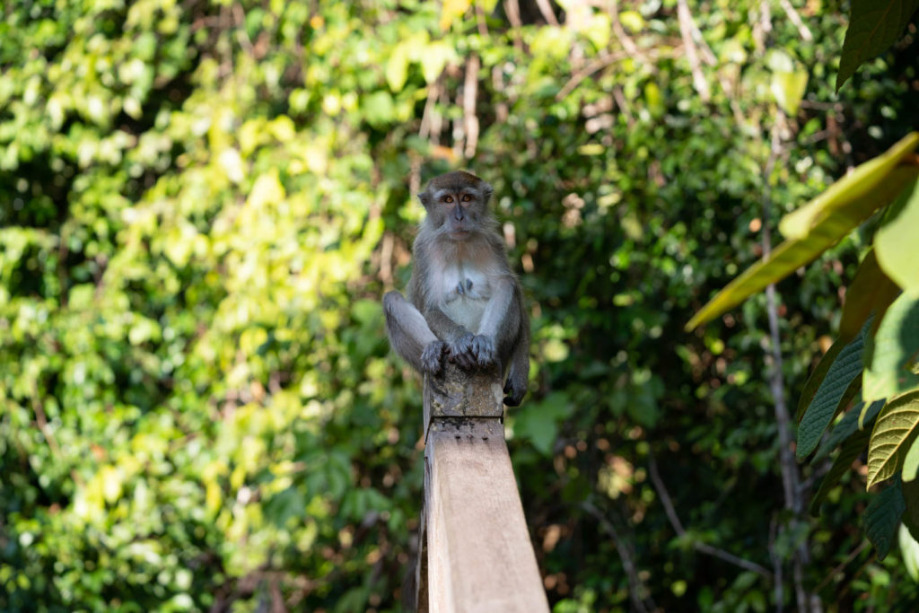 Macaque, Sarawak Cultural Village, Rainforest World Music Festival 2019, Kuching, Malaysia