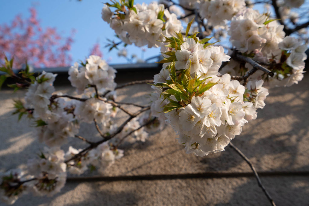 Cherry blossoms, Arashiyama, Kyoto