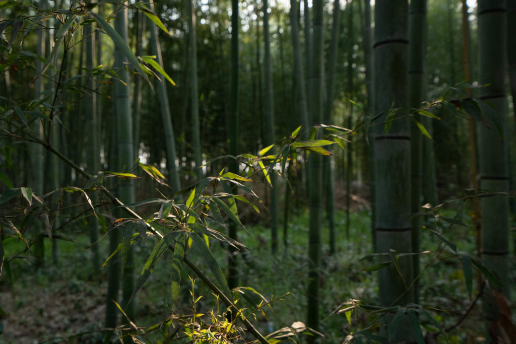 Arashiyama bamboo grove, Kyoto