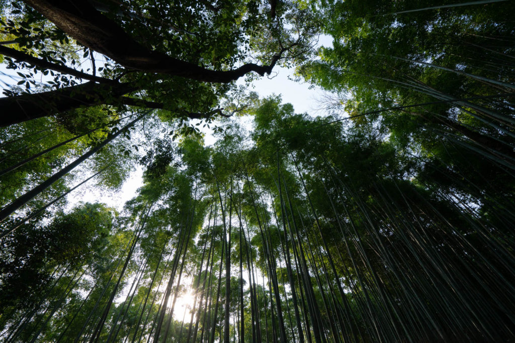 Arashiyama Bamboo Grove, Kyoto