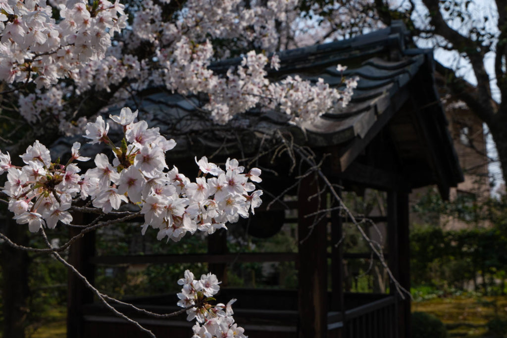Cherry blossoms, Seiryo-ji Temple, Kyoto