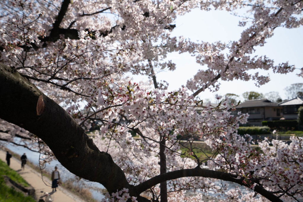 Cherry blossoms, Kamo River, Kyoto