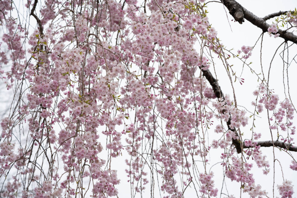 Cherry blossom, Nijō Castle, Kyoto