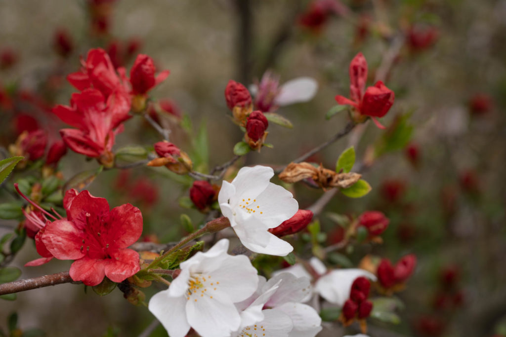 Azaleas, Kinkaku-ji (Golden Pavilion), Kyoto