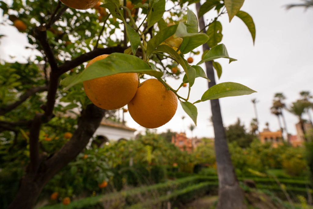 Alcázar of Seville, Spain