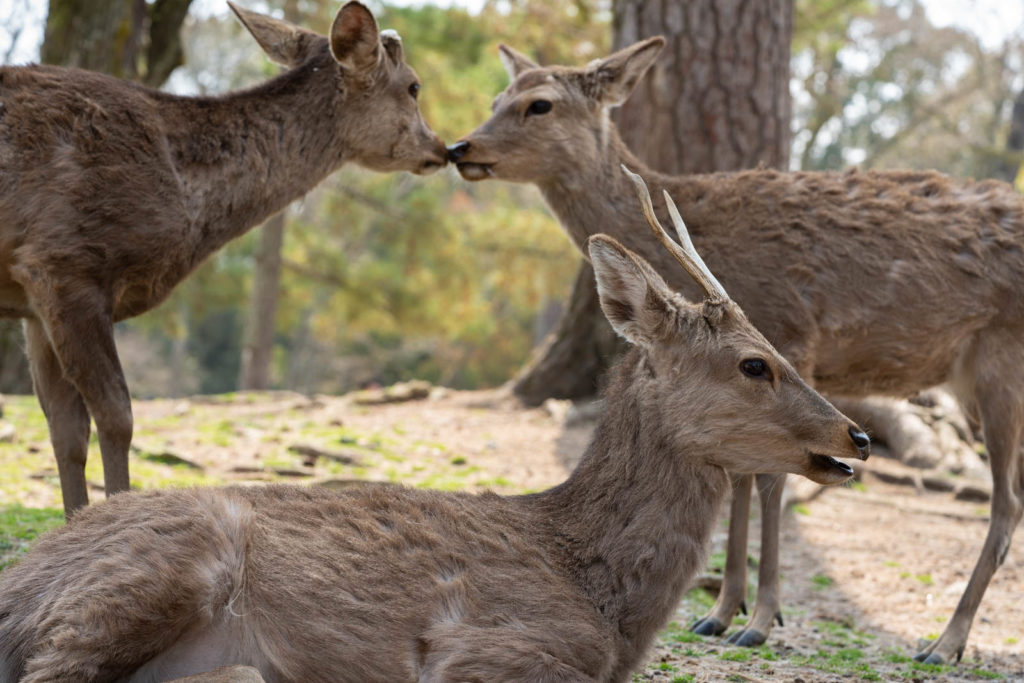 deers, Nara, Japan