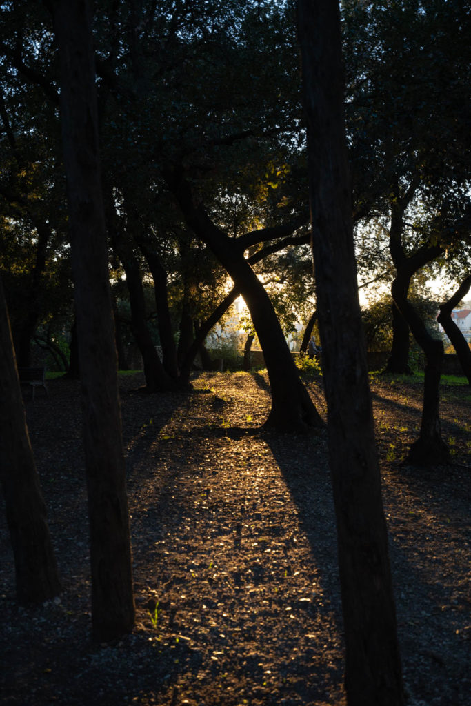 Arènes de Cimiez Garden