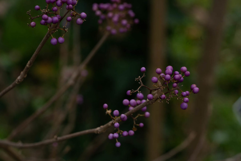 Parc de la Tete d’or, Lyon, France