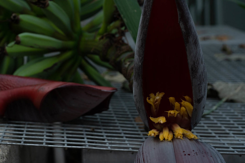 Parc de la Tete d’or, Lyon, France