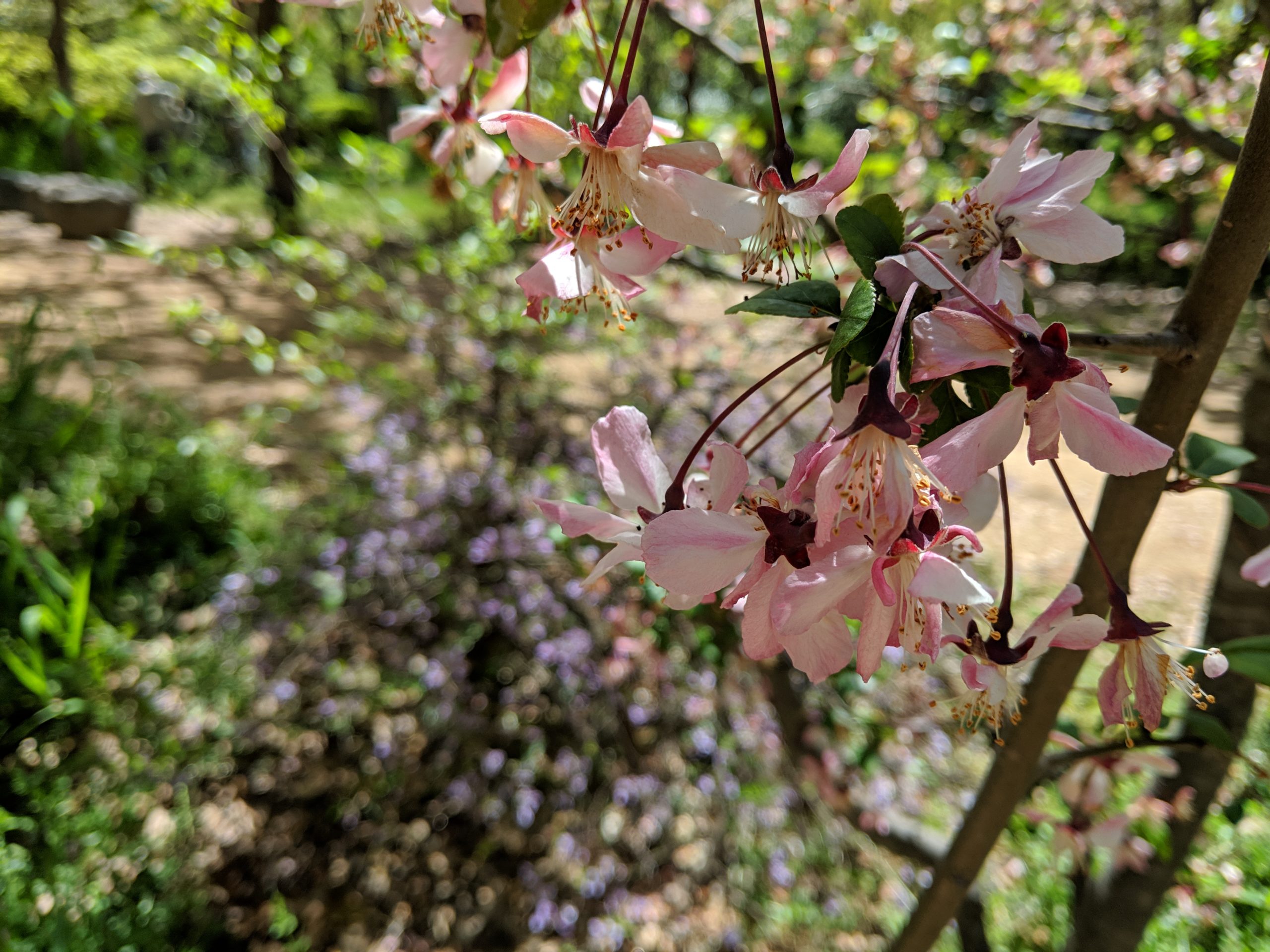 blossoms in Osaka Castle