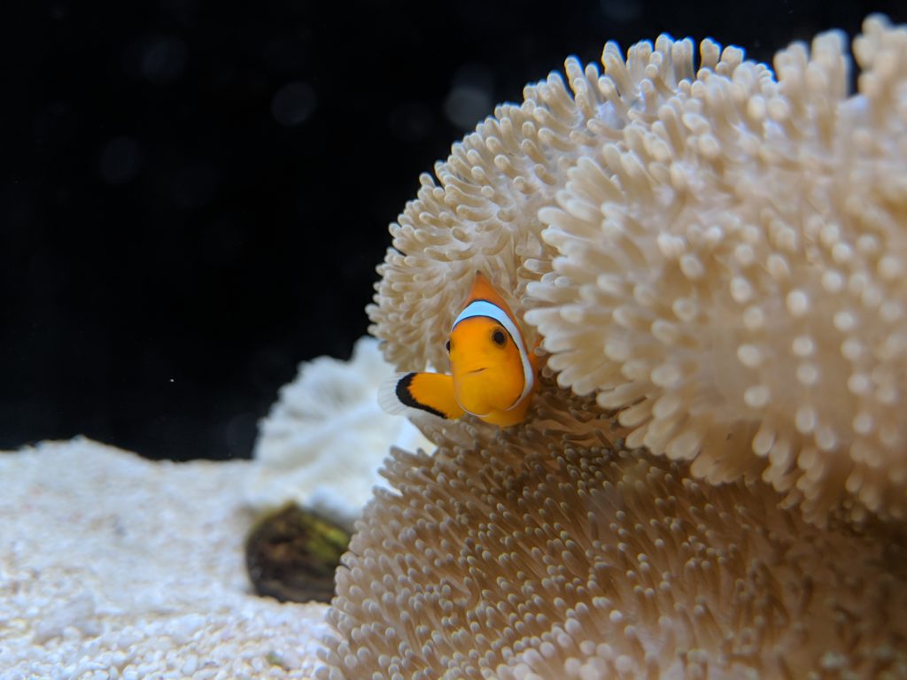 Clown fish, Osaka Aquarium, Japan