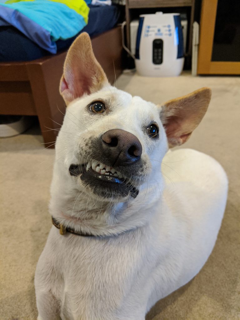 Kacang's teeth