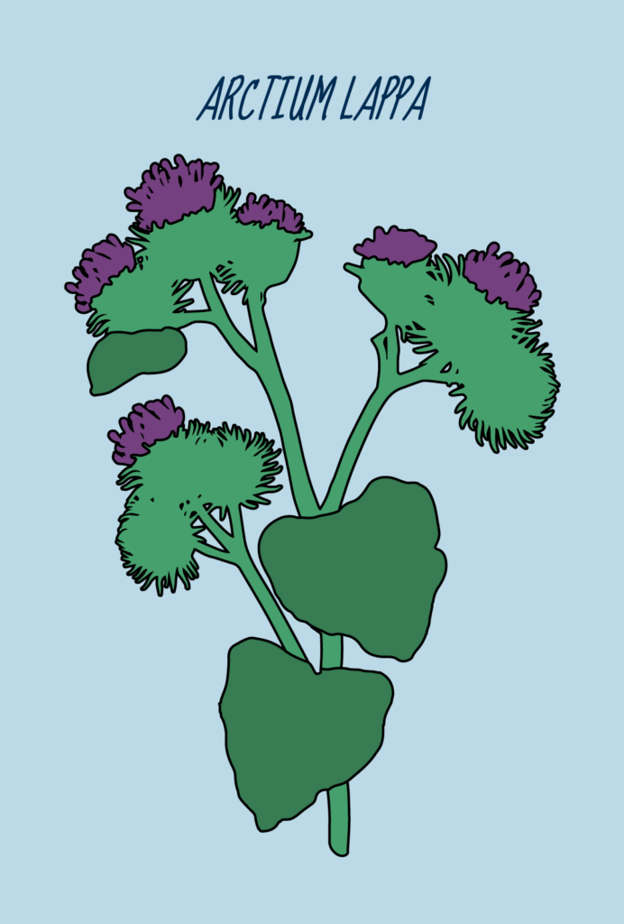 burdock (plant)