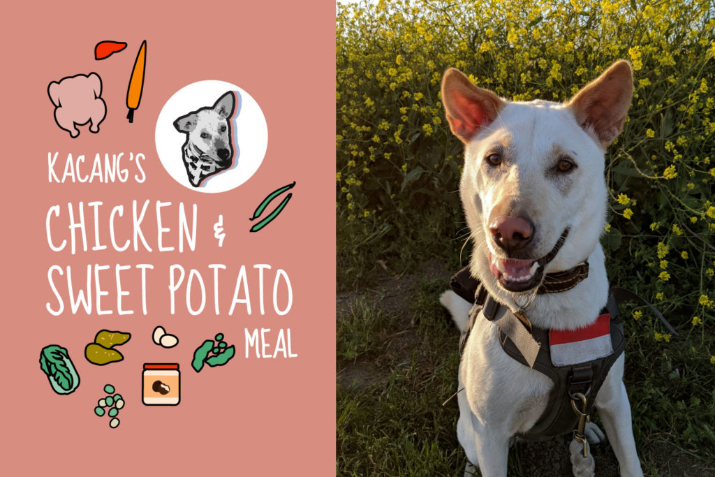 dog food recipe: chicken & sweet potato