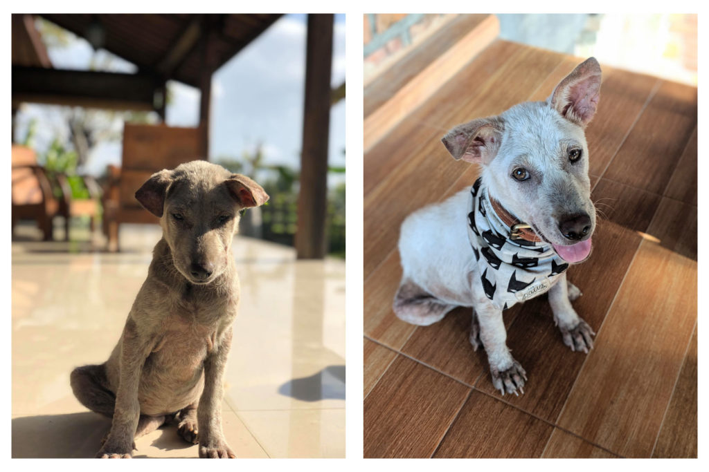 Kacang the day she was found and 1 month later, Bali, Indonesia